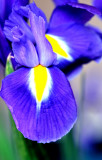 Iris blues