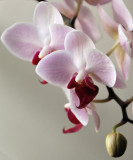 Mairads orchid