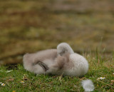 Taking a nap 2