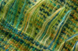 Winter greens blues yellows
