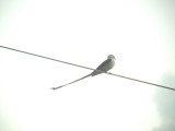 Scissor-tailed Flycatcher