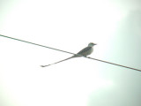 Scissor-tailed Flycatcher