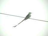 Scissor-tailed Flycatcher