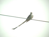 Scissor-tailed Flycatcher