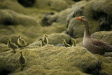 Gray Leg Goose & Chicks on lava & moss, Hraunsneff area, 6-6 - 152.JPG