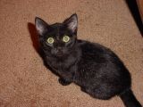 black kitten looking
