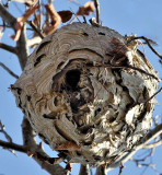 Bottom Hornets Nest_7578