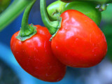 Caribbean red hots