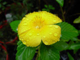 Yellow in the rain