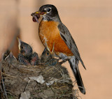 166 Robin chicks feeding 3.jpg