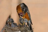 166 Robin chicks feeding 4.jpg