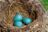 166 Robins eggs 1.jpg