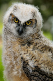 170 Baby Horned Owl 2.jpg
