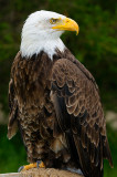 170 Bald Eagle 2.jpg