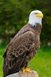 170 Bald Eagle 4.jpg