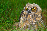170 Horned Owl 1.jpg