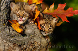 178 Bobcat kittens 11.jpg