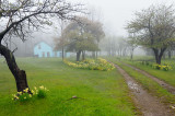 167 Country Spring fog.jpg