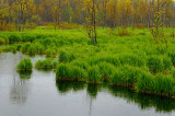 167 Spring marsh rain 1.jpg