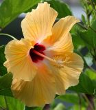 Yellow Hibiscus 9-06.jpg
