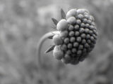 DSC03058.JPG