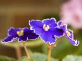 African Violet Trio