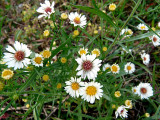 Miniature Fall Daisies ~ October 21st