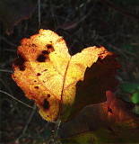 Loving Fall ~ October 24th