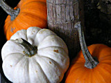 Gourds ~ October 31st