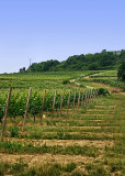 Vineyard