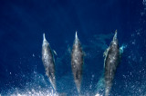 Chap. 3-17, Common Dolphins riding bow wave
