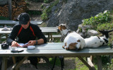 reading with goats