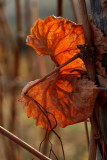 dead vine leaf