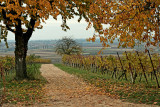 cherry trees and vines