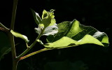 green veins