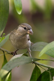 Yellow-throated Sparrow (female)
