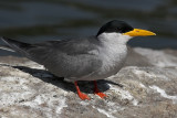 River tern