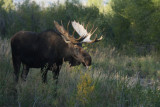 Moose!