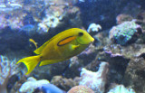 Pretty Yellow-Green Fish