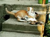 Cat Fight