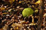 Hedge apple