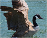 TORONTO ISLAND RESIDENT