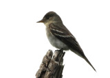 Eastern Wood-Pewee, Kekoldi, Puerto Viejo, 10/31/2008