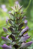 Acanthus spinosus - Bears Britches.jpg