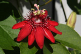 Passiflora Sherry seems to love the cooler weather!  It has fully two dozen flowers!