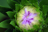 Stokesia bud