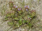 Prunella vulgaris.
