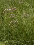 Butomus umbellatus.