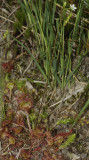 Drosera rotundifolia.