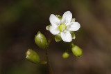 Drosera rotundifolia. Close-up.